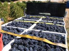 Full bins of Barbera at harvest