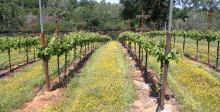 Quinta block (Portuguese varietals) in early spring