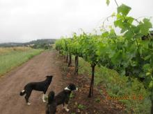guard dogs