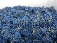 Immaculate Tinta Cao grapes in harvest bin