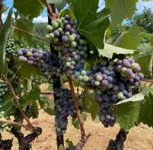 Veraison in vineyard