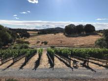 Sourdough Gold Vineyard