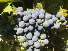 Walker Vineyard Zinfandel, a favorite for 50 years!