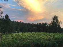 Sunset over the Tempranillo