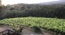 The view the vines enjoy on a daily basis