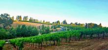 Our Vineyard