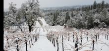 Winter in the Vineyard