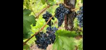 Barbera grapes