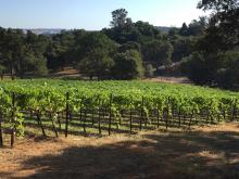 An image of the entire vineyard