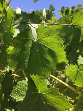 A close up image of a grape leaf in the vineyard